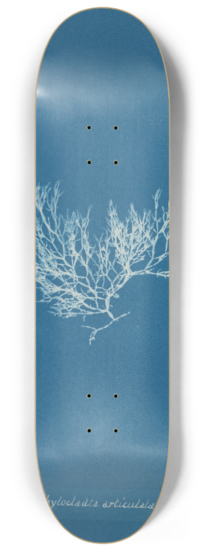 Anna Atkins - Chylocladia articulata 8.25 inch art skate deck