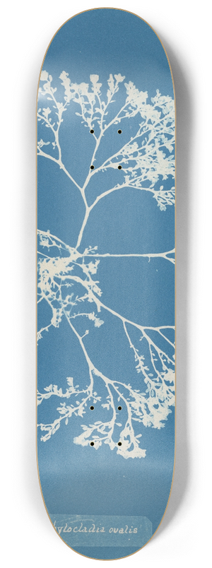 Anna Atkins - Chylocladia ovalis. 8.25 inch art skate deck