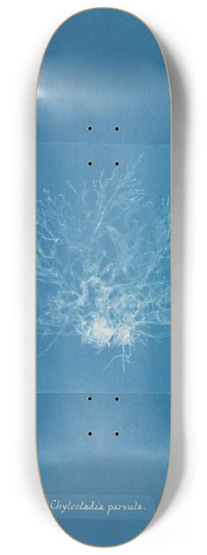 Anna Atkins - Chylocladia parvula 8.25 inch art skate deck