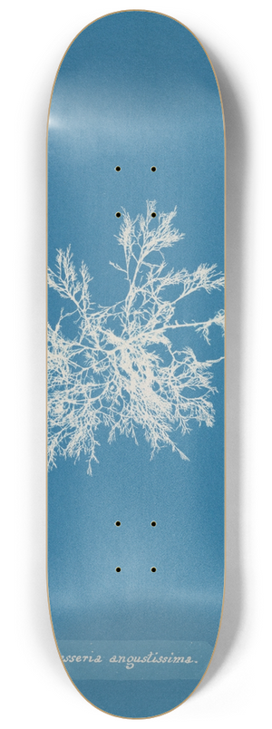Anna Atkins - Delesseria angustissima 8.25 inch art skate deck