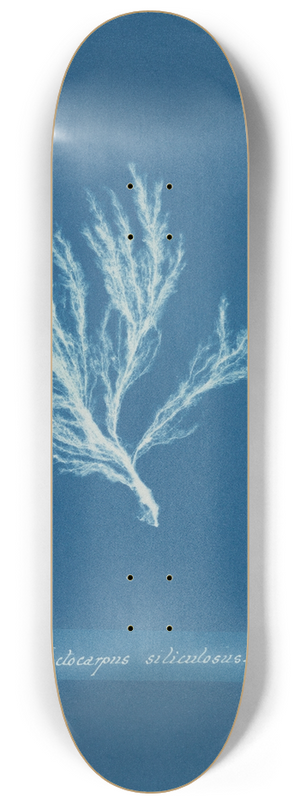 Anna Atkins - Ectocarpus siliculosus 8.25 inch art skate deck