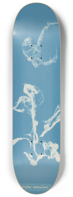 Anna Atkins - Enteromorpha ramulosa 8.25 inch art skate deck