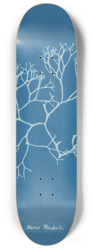 Anna Atkins - Fucus Machaii 8.25 inch art skate deck