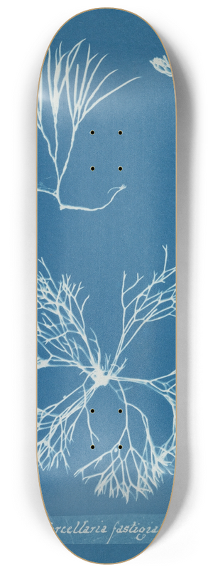 Anna Atkins - Furcellaria fastigiata 8.25 inch art skate deck