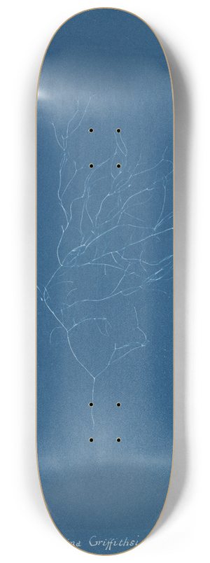 Anna Atkins - Gigartina Griffithsiae 8.25 inch art skate deck