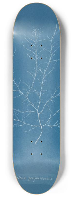 Anna Atkins - Gigartina purpurascens 8.25 inch art skate deck