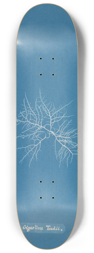 Anna Atkins - Gigartina Teedii 8.25 inch art skate deck