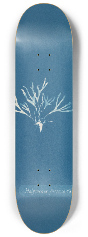 Anna Atkins - Halymenia furcellaria. 8.25 inch art skate deck