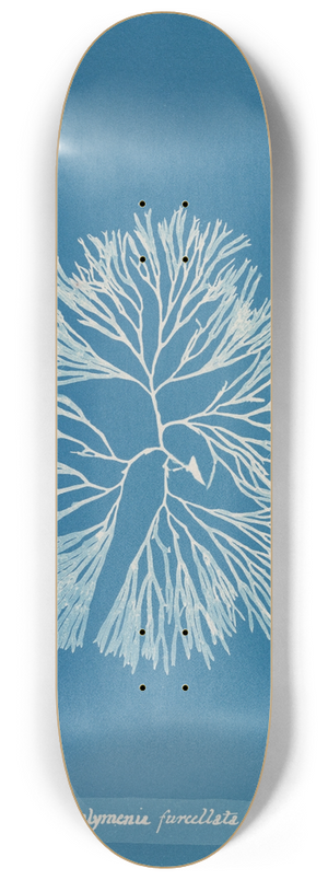 Anna Atkins - Halymenia furcellata. 8.25 inch art skate deck