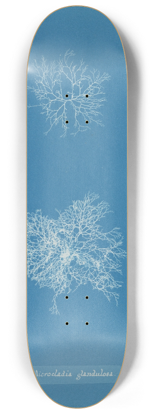 Anna Atkins - Microcladia glandulosa 8.25 inch art skate deck