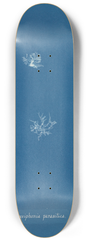 Anna Atkins - Polysiphonia parasitica 8.25 inch art skate deck