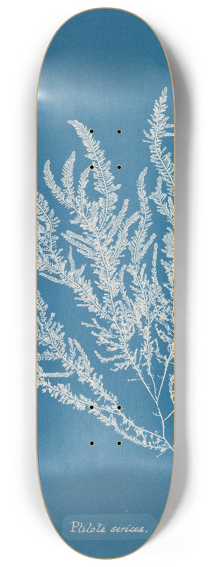 Anna Atkins - Ptilota sericea 8.25 inch art skate deck