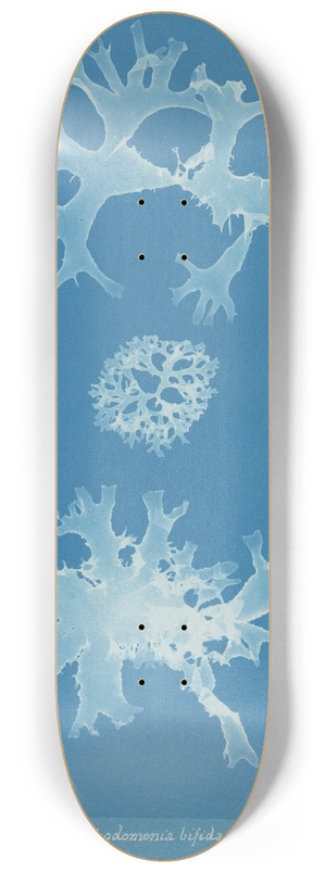 Anna Atkins - Rhodomenia bifida. 8.25 inch art skate deck