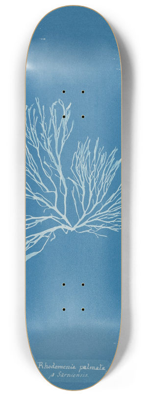 Anna Atkins - Rhodomenia palmata  Sarniensis 8.25 inch art skate deck