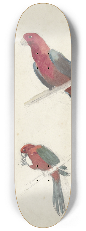 Anna Maria Kruijff - Studies van papegaaien 8.25 inch art skate deck