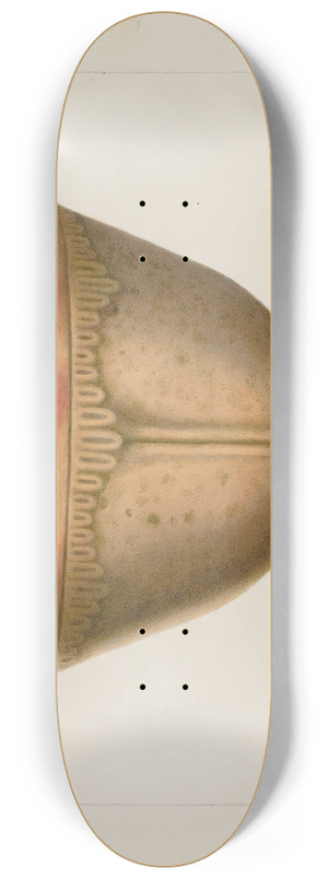 Annie B. Johnston - Bowl with Ornamented Rim 8.25 inch art skate deck