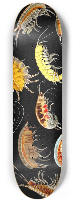 Antonio della Valle - Gammarini del golfo di Napoli Plate 3 8.25 inch art skate deck