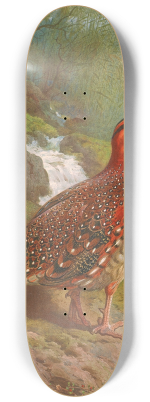 Archibald Thorburn - Blyths Tragopan 8.25 inch art skate deck