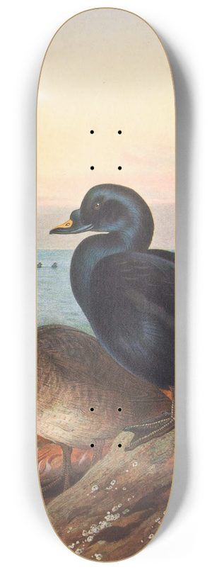 Archibald Thorburn - Common Scoter 8.25 inch art skate deck
