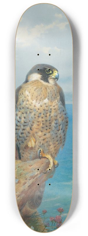 Archibald Thorburn - Peregrine At Auchencairn 8.25 inch art skate deck
