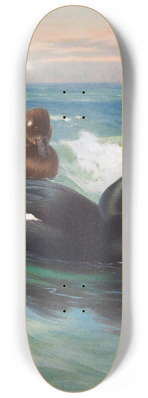 Archibald Thorburn - Velvet-Scoter 8.25 inch art skate deck