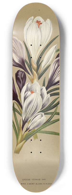 Arentina Hendrica Arendsen - Crocus Vernus. Var. 8.25 inch art skate deck