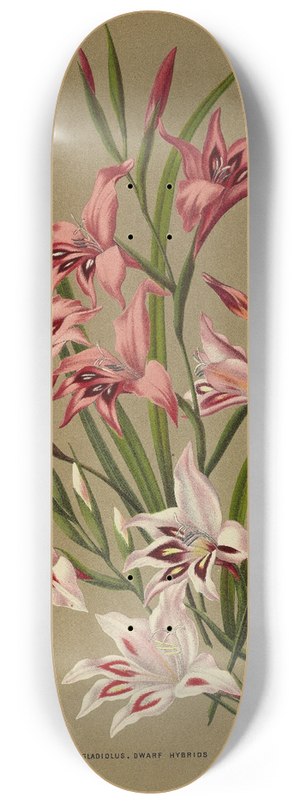 Arentina Hendrica Arendsen - Gladiolus, Dwarf Hybrids 8.25 inch art skate deck