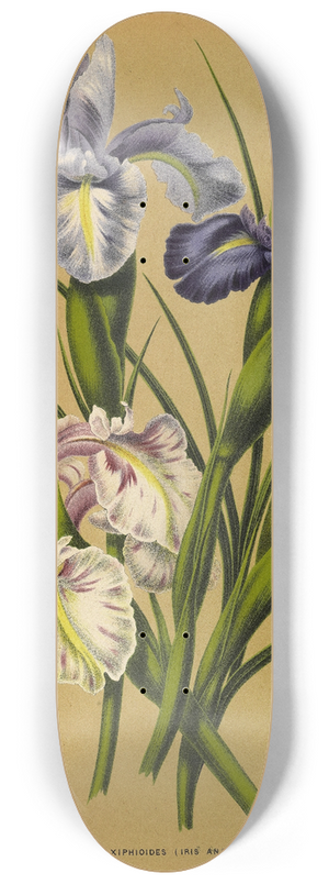 Arentina Hendrica Arendsen - Iris Xiphioides (Iris Anglica) 8.25 inch art skate deck