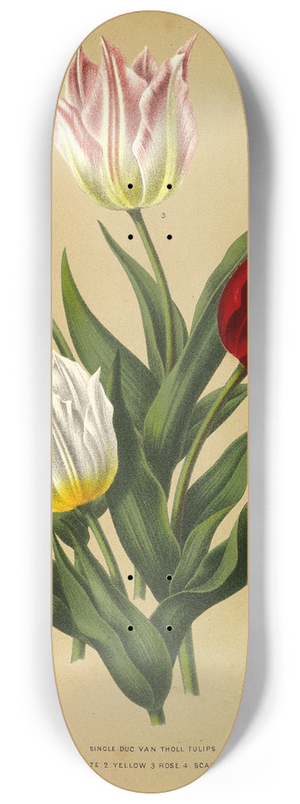 Arentina Hendrica Arendsen - Single Duc Van Tholl Tuliips 8.25 inch art skate deck