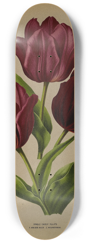 Arentina Hendrica Arendsen - Single Early Tulips 1.Van Der Neer 2.Wouwerman 8.25 inch art skate deck