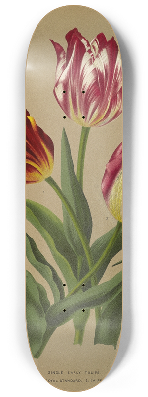 Arentina Hendrica Arendsen - Single Early Tulips 3 8.25 inch art skate deck