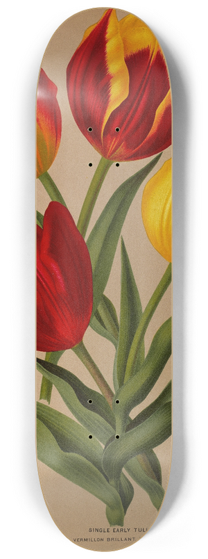 Arentina Hendrica Arendsen - Single Early Tulips 4 8.25 inch art skate deck