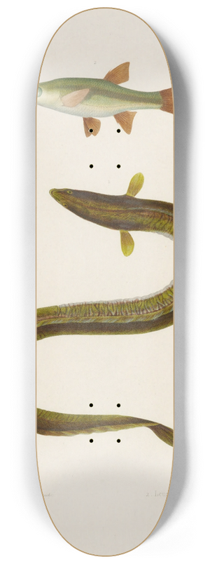 Arthus Bertrand - Anguilla Callensis, Leuciscus Callensis 8.25 inch art skate deck
