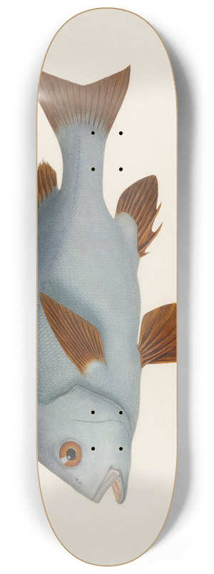 Arthus Bertrand - Diagramma mediterraneum 8.25 inch art skate deck