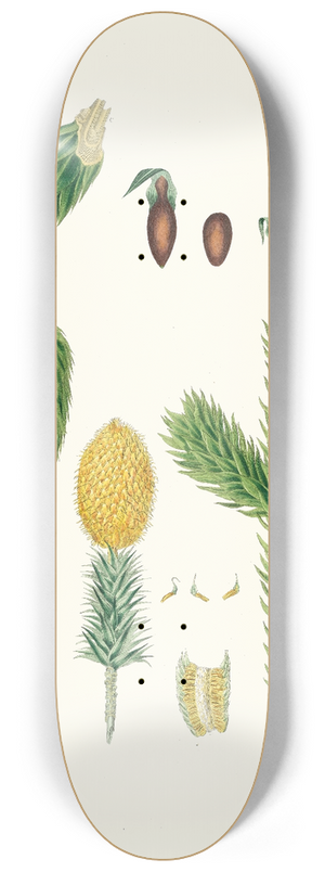 Aylmer Bourke Lambert - Araucaria imbricata = Chili pine 8.25 inch art skate deck