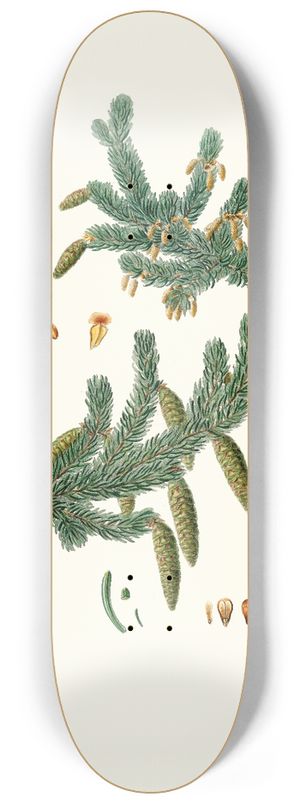 Aylmer Bourke Lambert - Pinus alba = Whit spruce fir 8.25 inch art skate deck