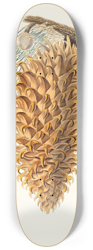 Aylmer Bourke Lambert - Pinus coulteri = Great-hooked pine. [Big-cone pine] 8.25 inch art skate deck