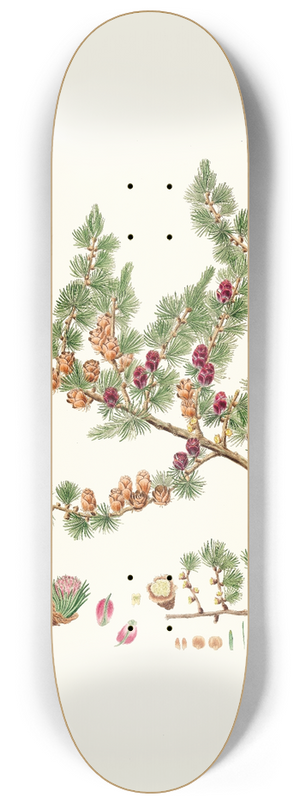 Aylmer Bourke Lambert - Pinus microcarpa = Red larch 8.25 inch art skate deck