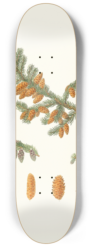 Aylmer Bourke Lambert - Pinus rubra = Newfoundland red pine 8.25 inch art skate deck