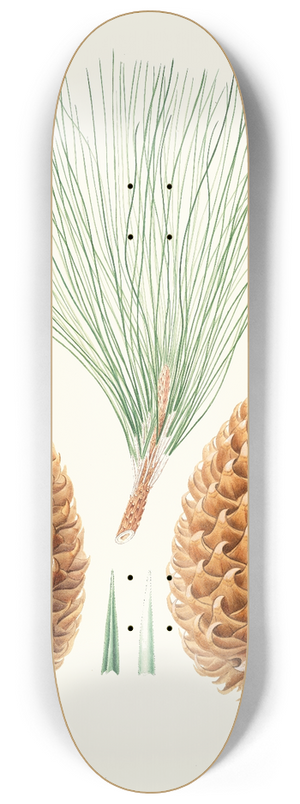 Aylmer Bourke Lambert - Pinus sabiniana = Great prickly-coned pine. [Digger pine] 8.25 inch art skate deck
