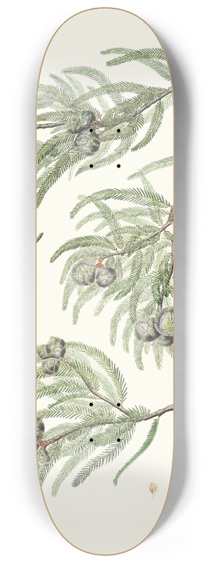 Aylmer Bourke Lambert - Taxodium distichum = Deciduous cypress. 8.25 inch art skate deck