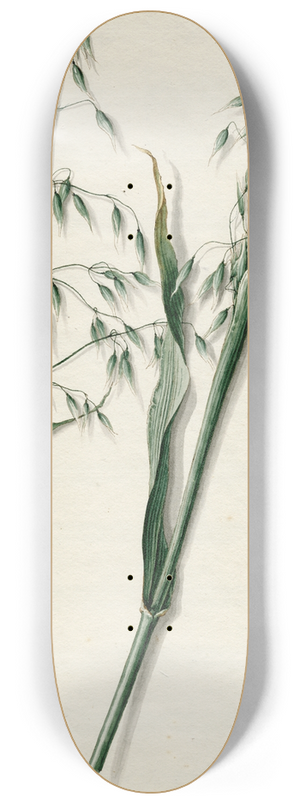 Barend Hendrik Thier - Haver 8.25 inch art skate deck