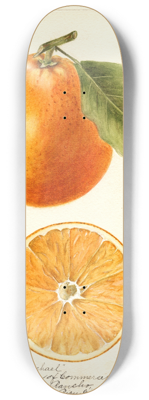 Bertha Heiges - Citrus sinensis: Large St 8.25 inch art skate deck