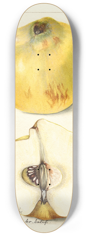 Bertha Heiges - Cydonia oblonga: Pineapple 8.25 inch art skate deck