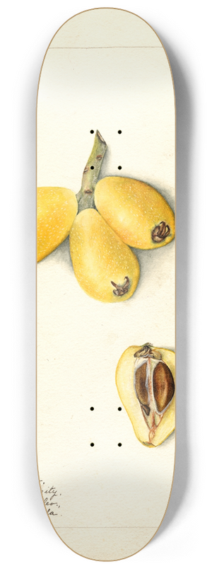 Bertha Heiges - Eriobotrya japonica: Palermo 8.25 inch art skate deck