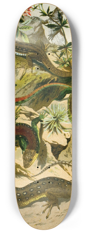 Bruno Drigen - Lacerta agilis, var. erythromotus, Lac. muralis 8.25 inch art skate deck