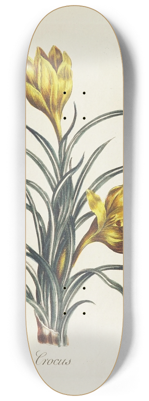 Carington Bowles - Crocus 8.25 inch art skate deck