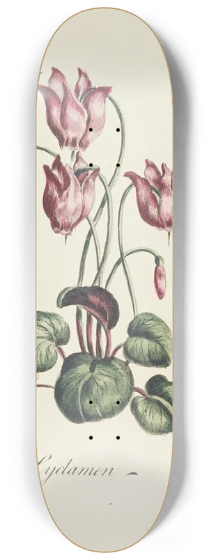 Carington Bowles - Cyclamen 8.25 inch art skate deck