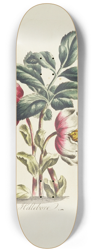 Carington Bowles - Hellebore 8.25 inch art skate deck