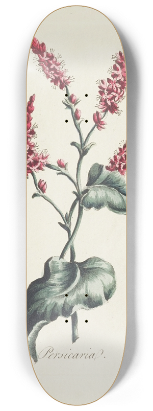 Carington Bowles - Persicaria 8.25 inch art skate deck